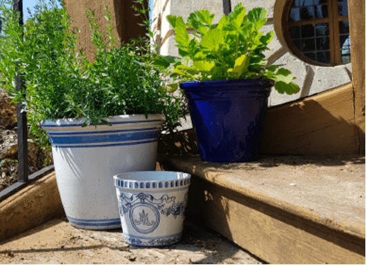 plantes