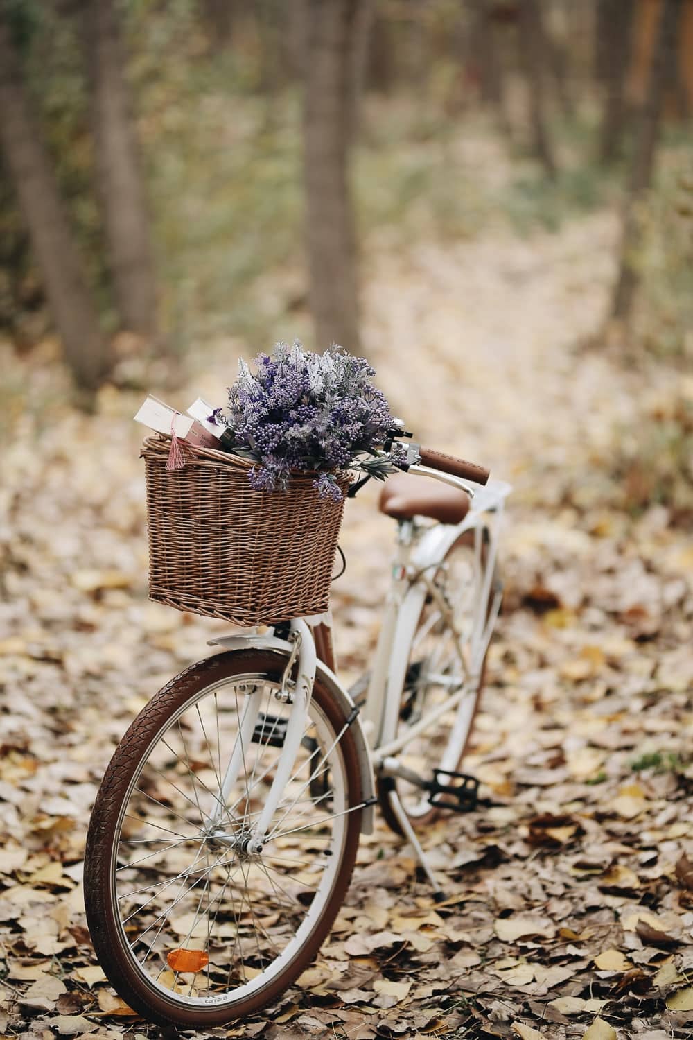 photo vélo