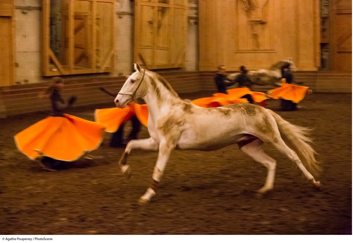 spectacle de chevaux sur versailles